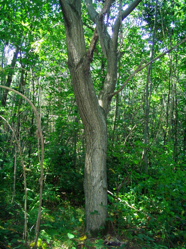 Изображение особи Juglans ailanthifolia var. cordiformis.