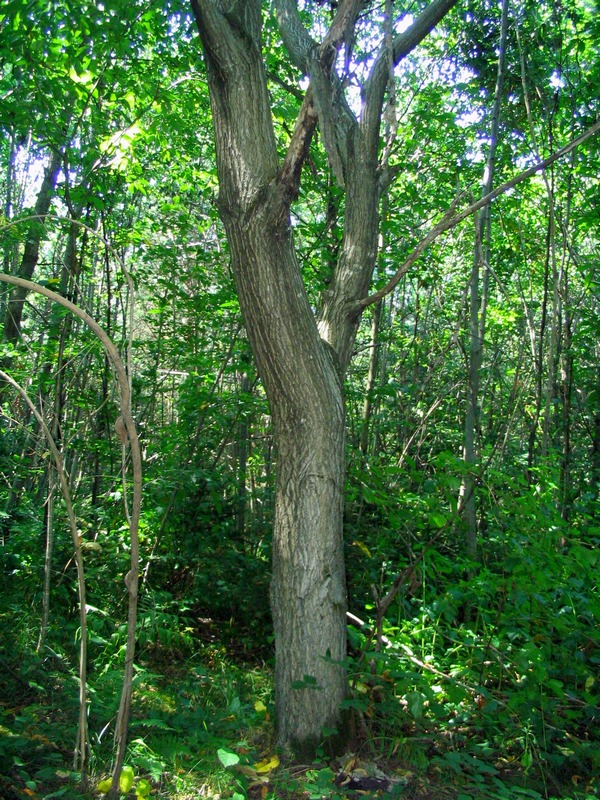 Image of Juglans ailanthifolia var. cordiformis specimen.