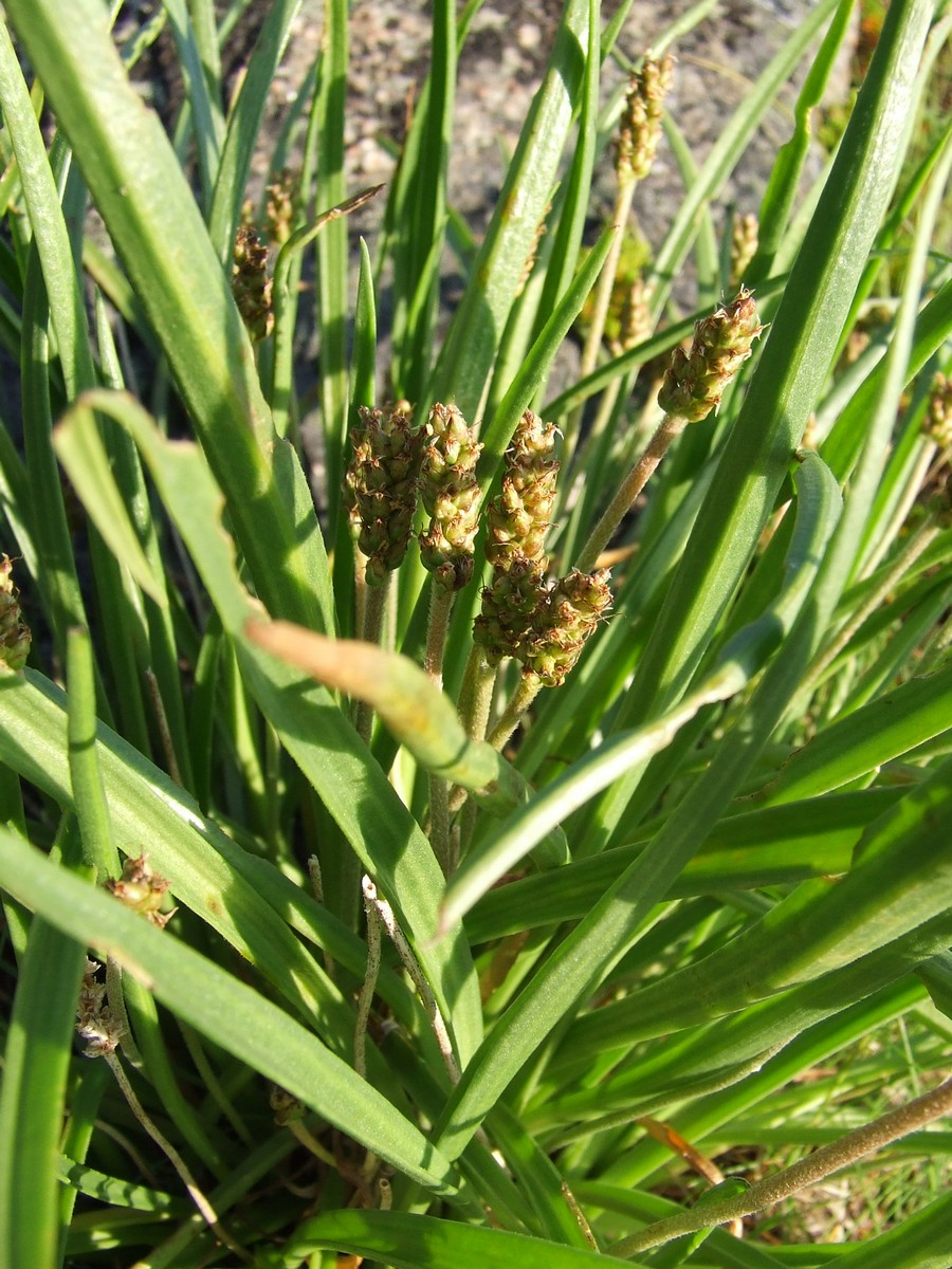 Image of Plantago maritima ssp. subpolaris specimen.