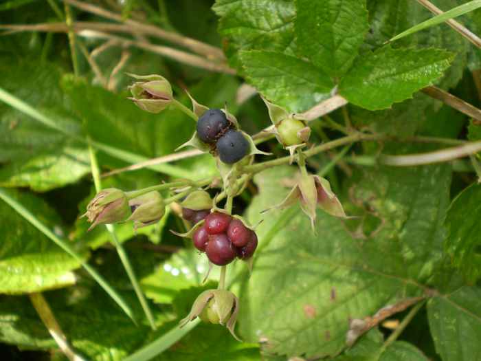 Изображение особи Rubus caesius.