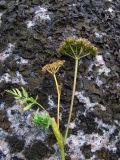 Conioselinum tataricum