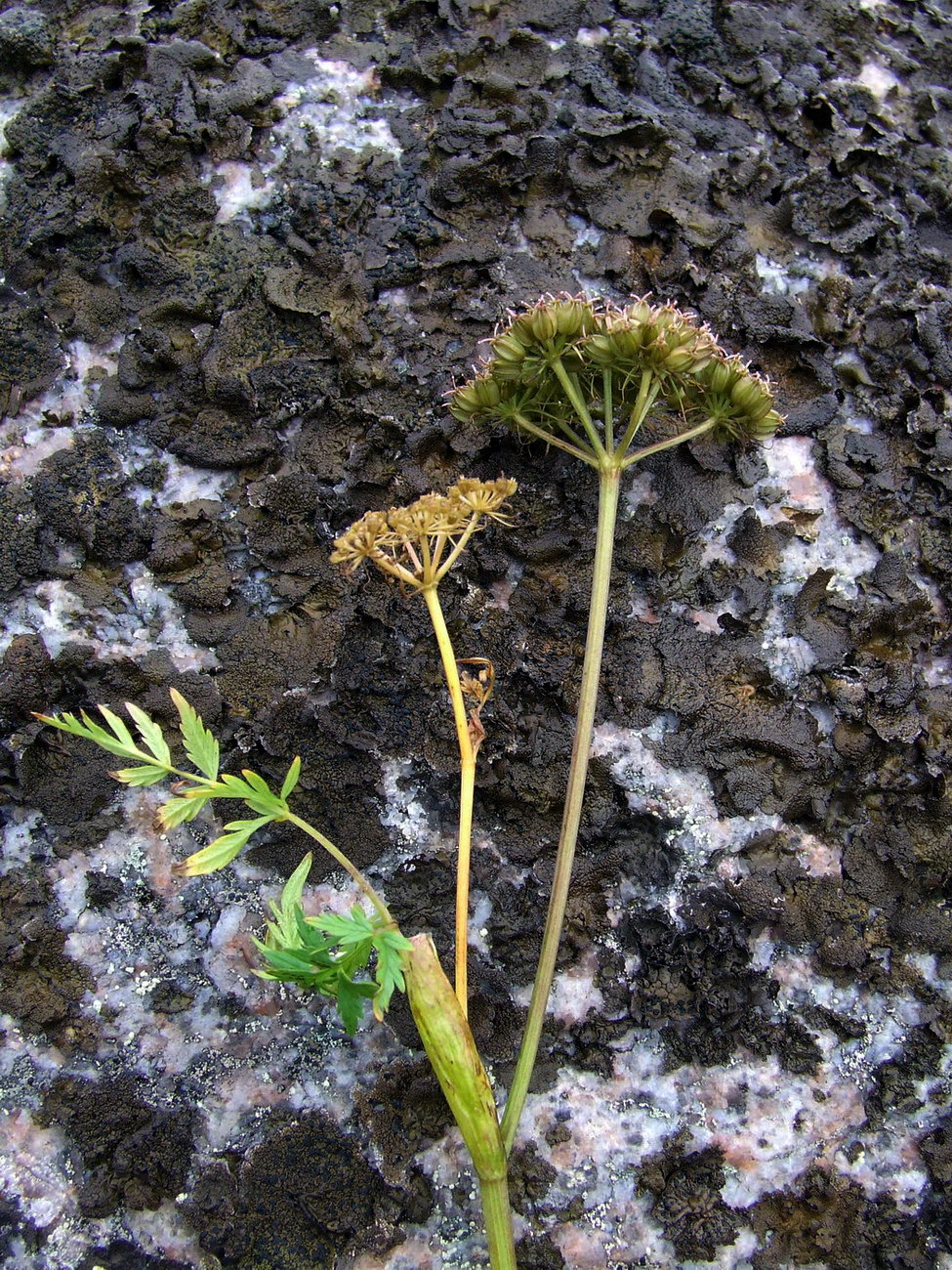 Изображение особи Conioselinum tataricum.