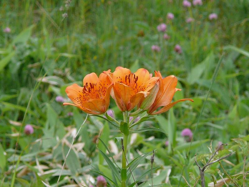 Изображение особи Lilium pensylvanicum.