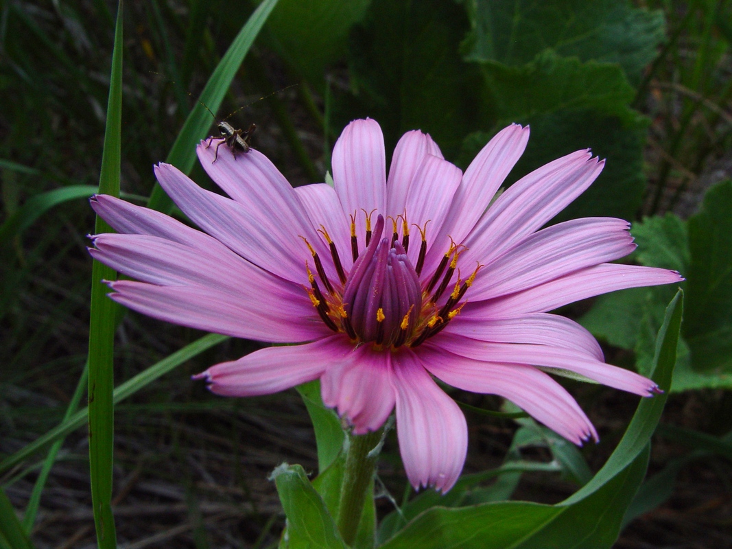 Image of Tragopogon marginifolius specimen.