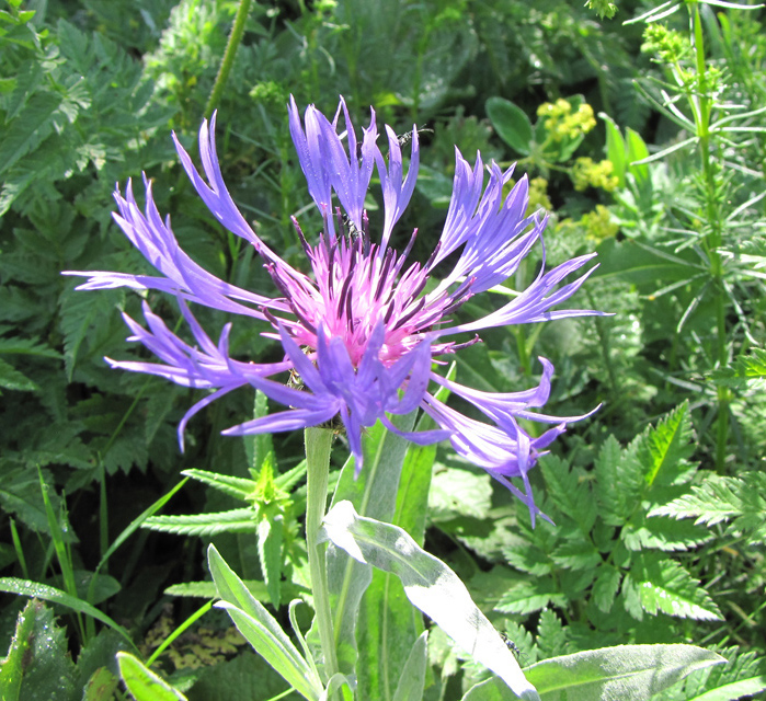 Image of Centaurea fuscomarginata specimen.