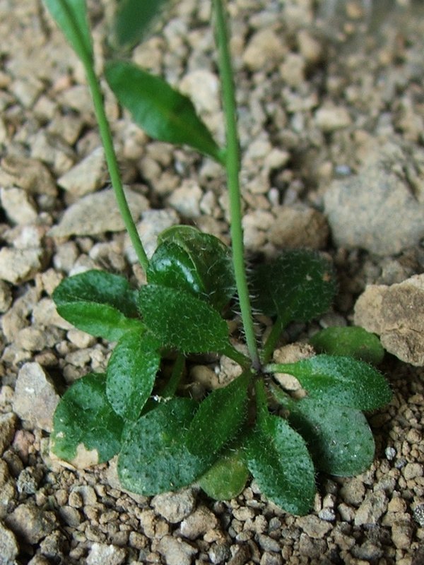 Изображение особи Arabidopsis thaliana.