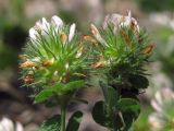 Trifolium lappaceum