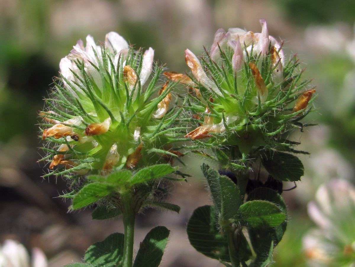 Image of Trifolium lappaceum specimen.