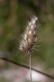 Cynosurus echinatus