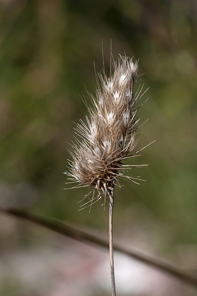 Изображение особи Cynosurus echinatus.