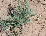 Astragalus sytinii. Цветущее растение. Волгоградская обл., оз. Эльтон. 19.05.2007.