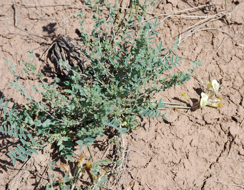 Image of Astragalus sytinii specimen.