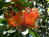 Alloxylon flammeum. Листья и соцветия. Австралия, г. Брисбен, ботанический сад. 30.08.2015.