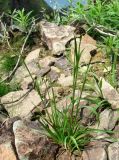 Luzula stenophylla. Плодоносящее растение. Краснодарский край, хр. Аибга, ≈ 2400 м н.у.м, каменистое место. 02.07.2015.