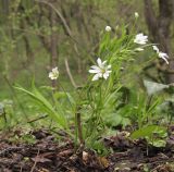 Stellaria holostea. Цветущее растение. Краснодарский край, м/о г. Новороссийск, гора Рябкова, дубово-грабово-буковый лес. 20.04.2015.