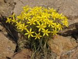 Gagea bulbifera
