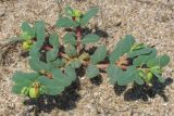 Euphorbia peplis