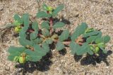 Euphorbia peplis. Цветущее и плодоносящее растение. Западный Крым, пересыпь озера Кызыл-Яр. 9 июля 2015 г.