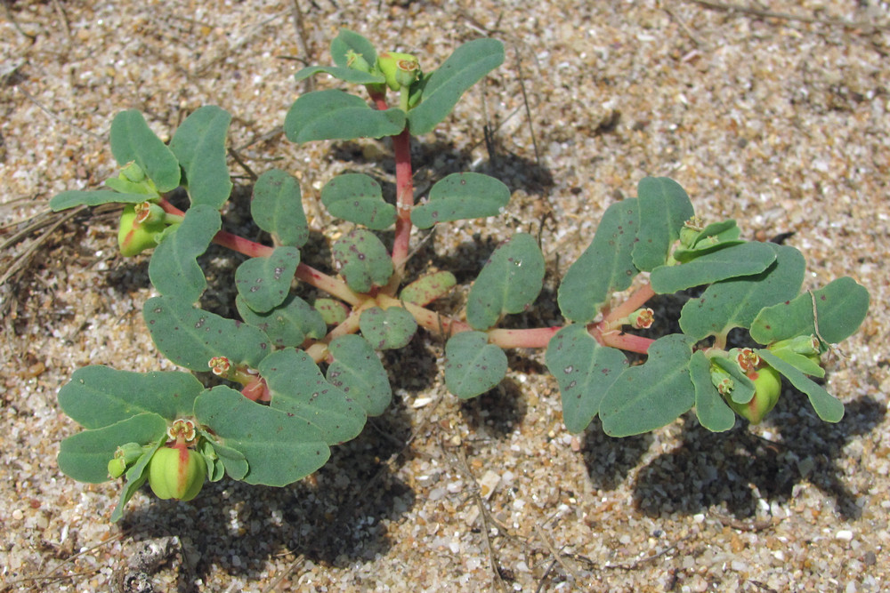 Изображение особи Euphorbia peplis.