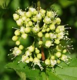 Acer tataricum