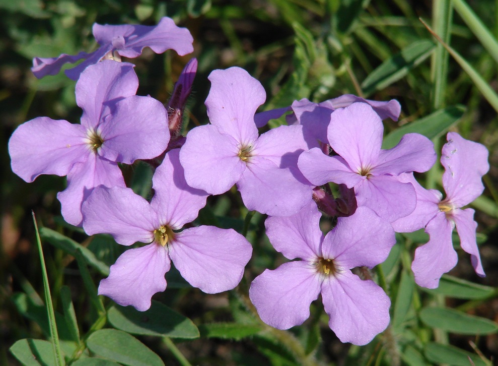 Image of Clausia aprica specimen.