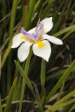 Dietes grandiflora. Верхушка побега с цветком. США, Калифорния, Санта-Круз, на побережье в озеленении. 26.02.2014.