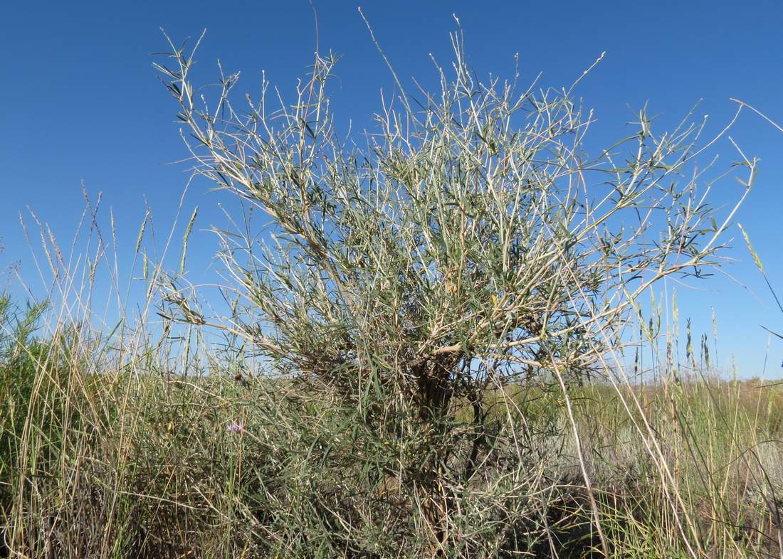 Изображение особи Astragalus brachypus.