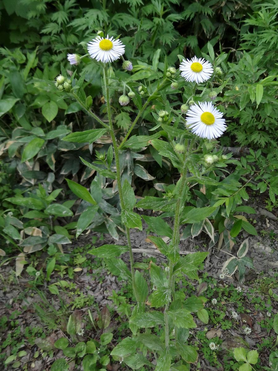 Изображение особи Erigeron annuus.