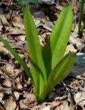 Colchicum umbrosum