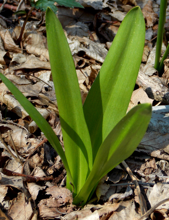 Изображение особи Colchicum umbrosum.