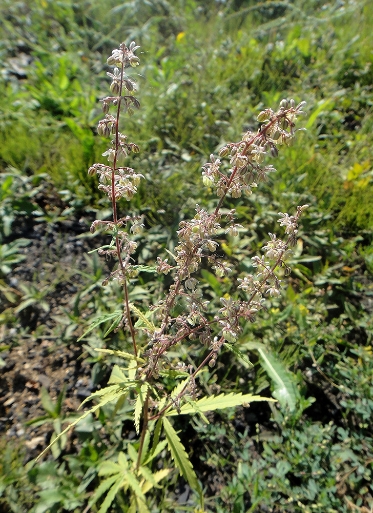 Image of Cannabis sativa specimen.