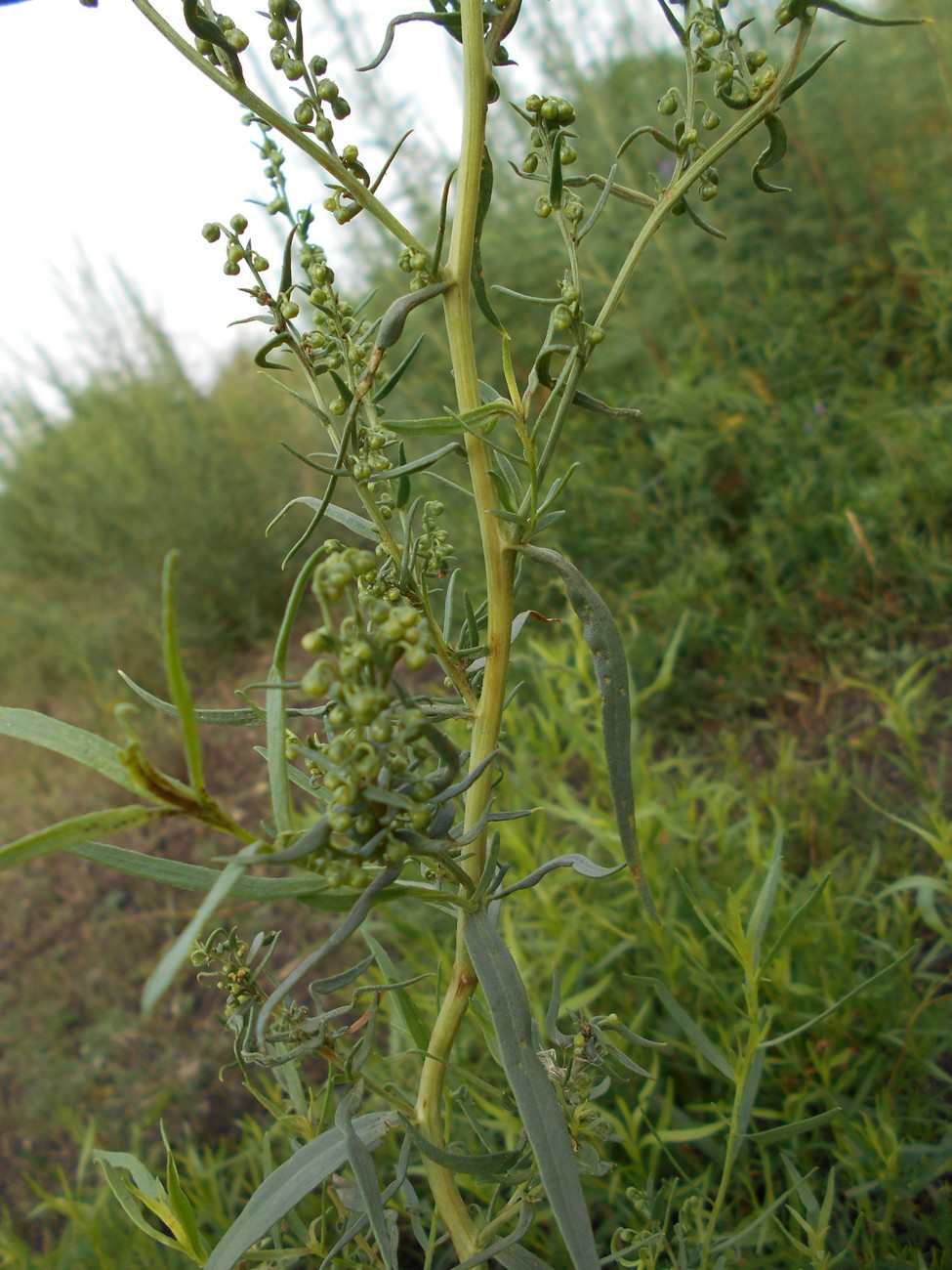 Image of genus Artemisia specimen.