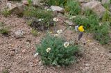 Richteria pyrethroides
