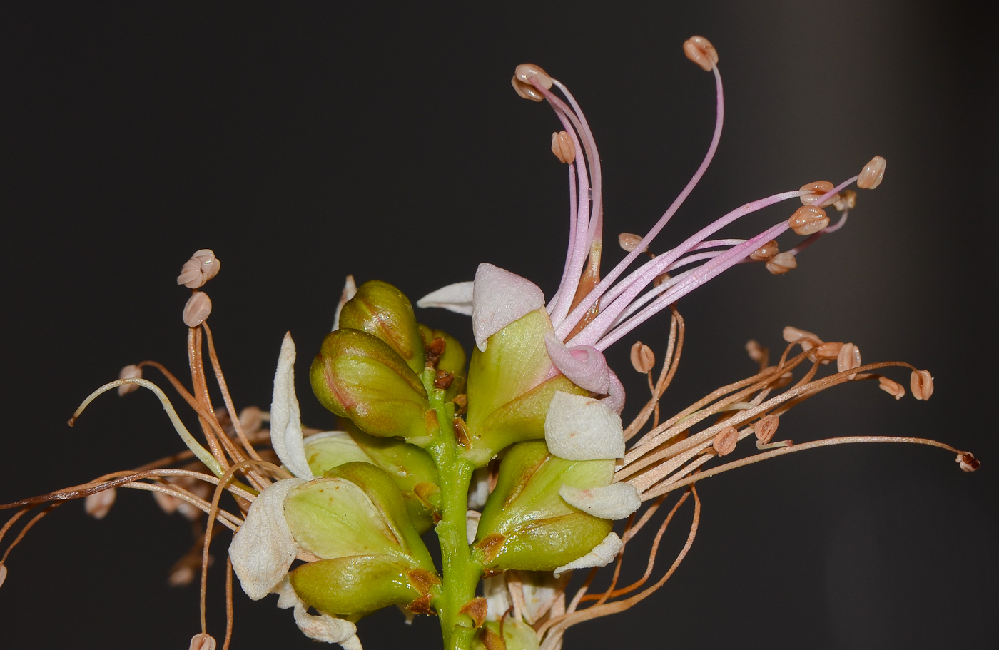 Изображение особи Schotia latifolia.