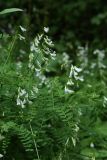 Vicia sylvatica. Цветущее растение на опушке широколиственного леса. Санкт-Петербург, Дудергофские высоты. 18.07.2009.