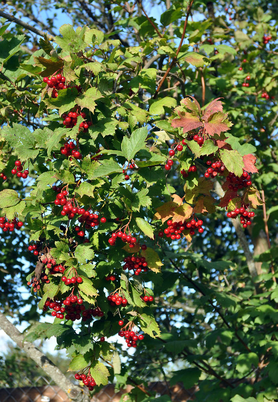 Image of Viburnum opulus specimen.