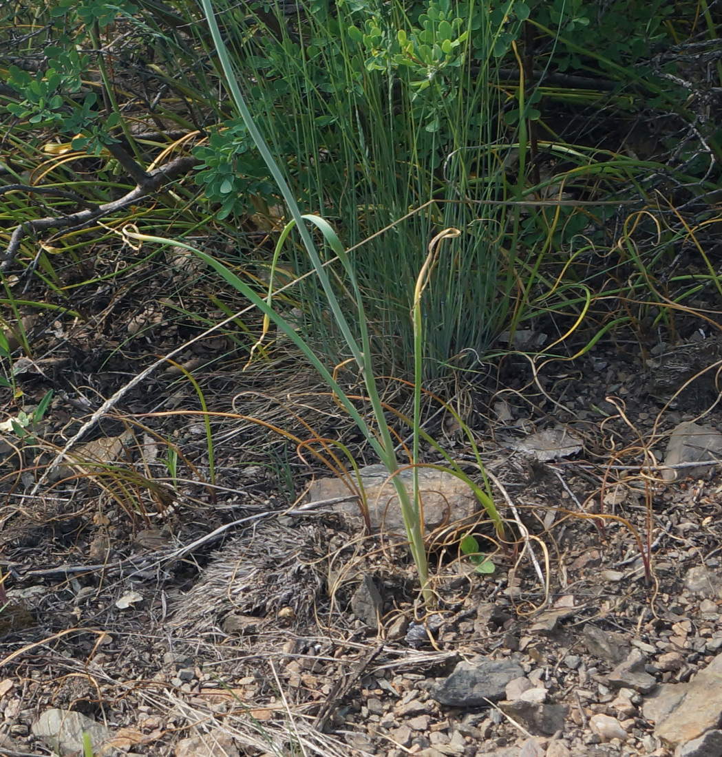Image of Allium pallasii specimen.