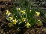 Narcissus pseudonarcissus