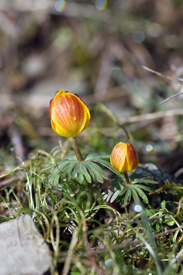 Image of Eranthis longistipitata specimen.