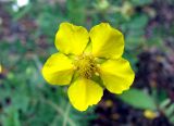Potentilla bifurca