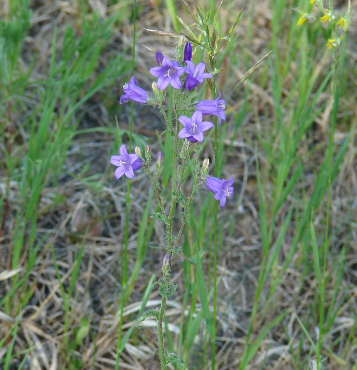 Image of Campanula sibirica specimen.