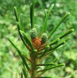 Pinus parviflora