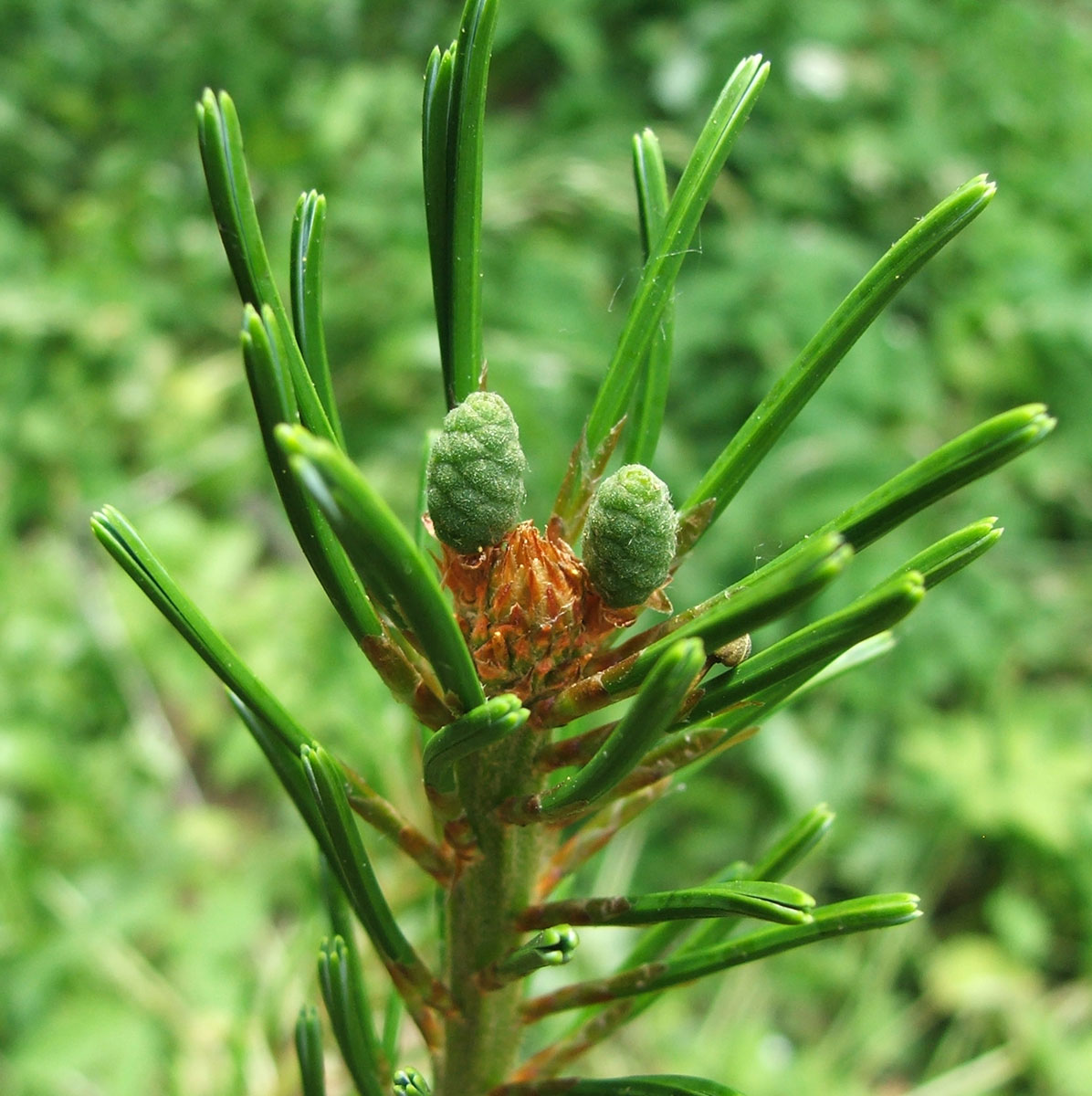 Изображение особи Pinus parviflora.