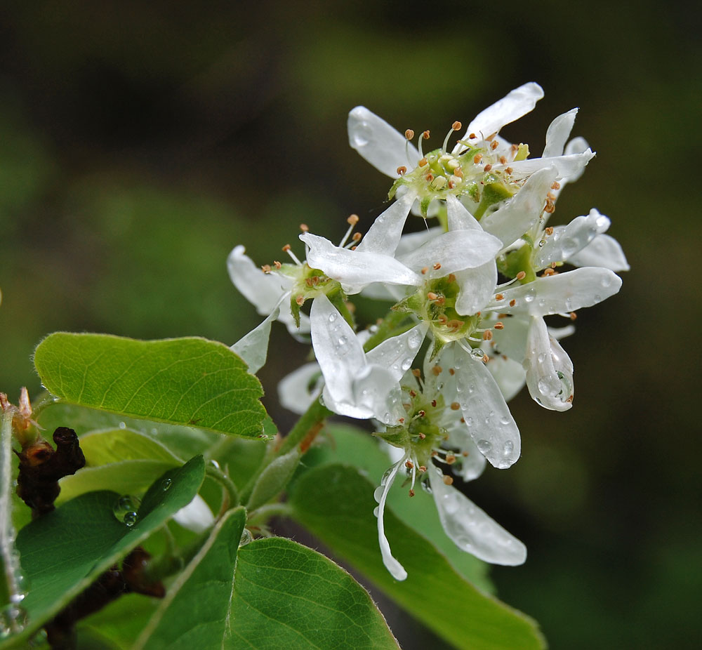 Image of Amelanchier spicata specimen.