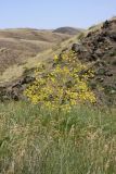 Ferula karatavica. Цветущее растение на террасированном остепнённом склоне. Южный Казахстан, Сырдарьинский Каратау, р-н перевала Куюк. 30.05.2015.