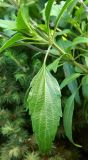 Salvia farinacea