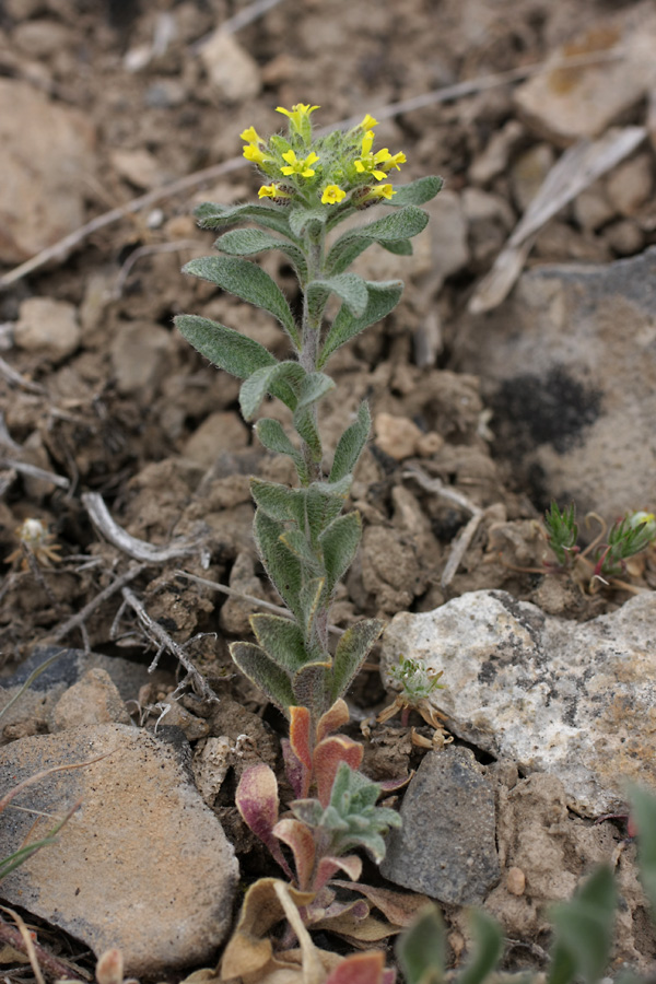 Image of Alyssum simplex specimen.