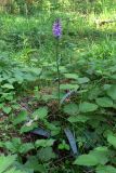 Dactylorhiza fuchsii. Цветущее растение. Свердловская обл., окр. г. Североуральск, лиственнично-елово-сосновый лес на известняках. 28.06.2015.