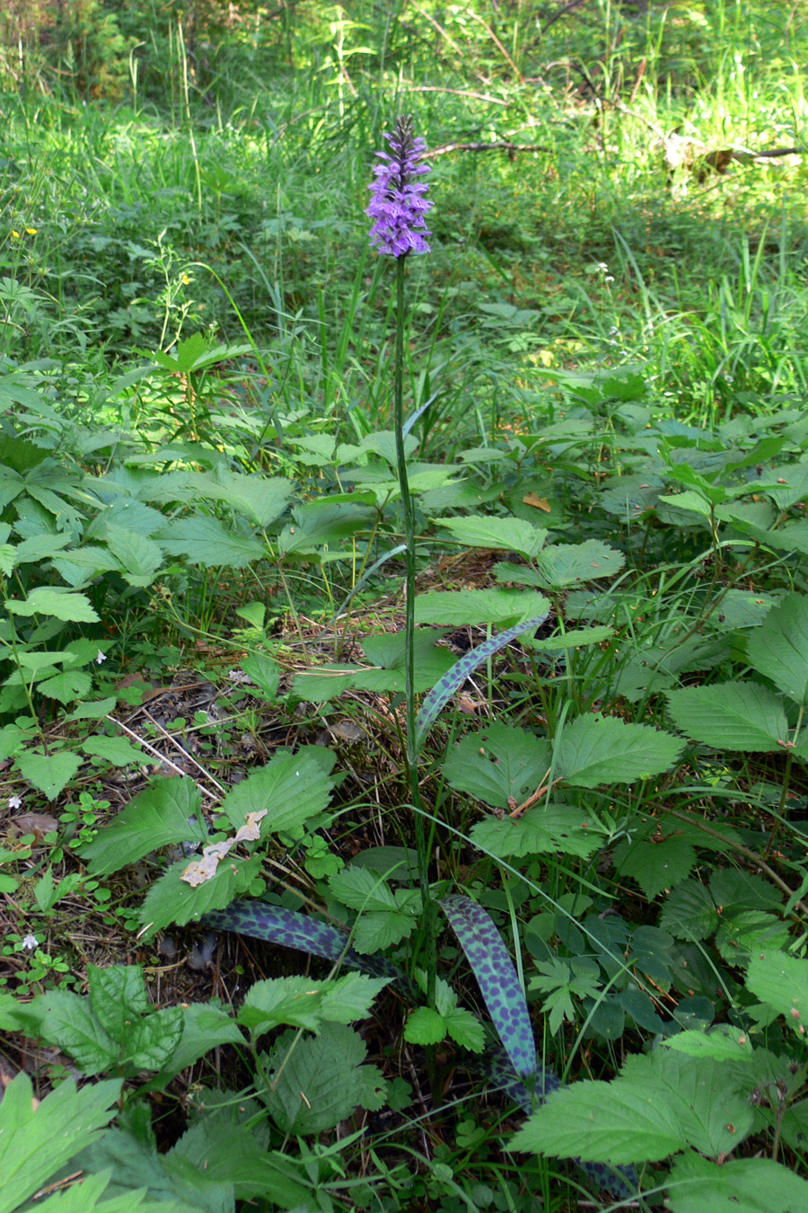 Image of Dactylorhiza fuchsii specimen.