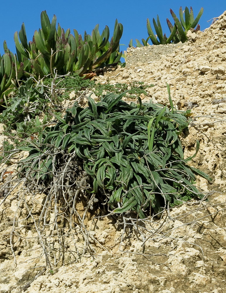 Image of Echium angustifolium specimen.
